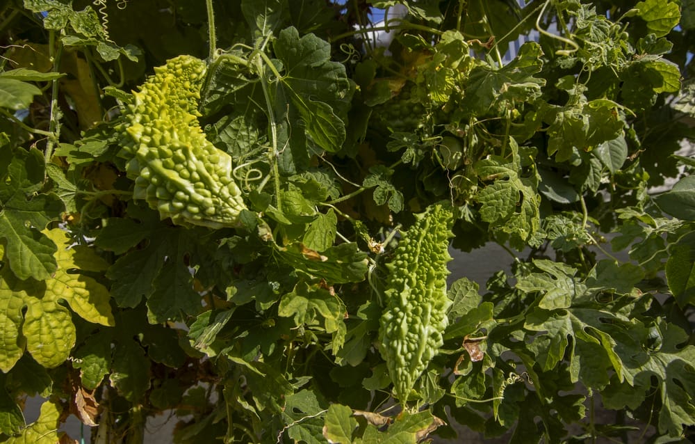 Pickleweed (melón amargo)