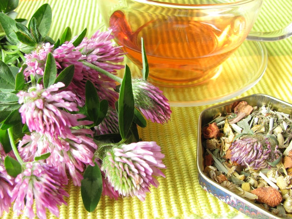 Trébol de los prados fresco y seco, junto a una infusión de trébol