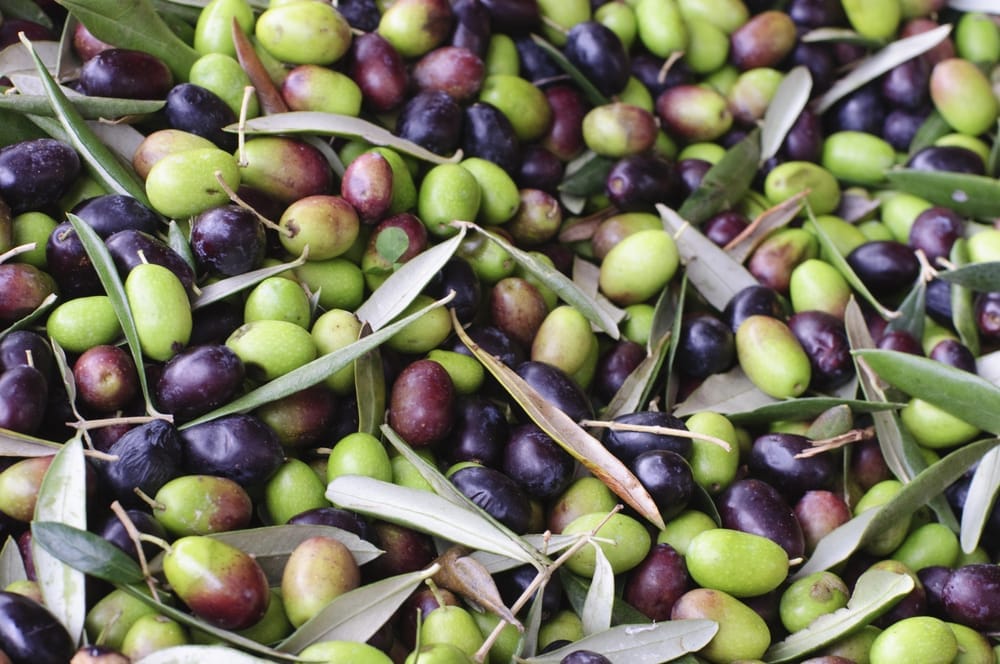  Aceituna europea