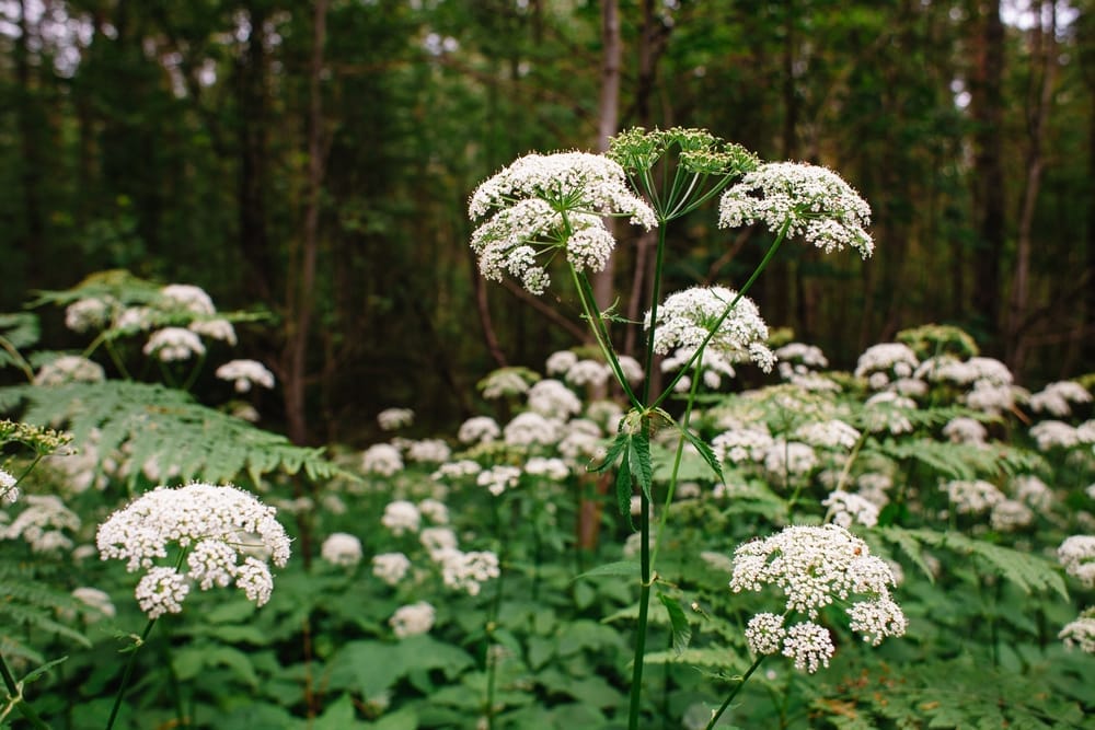  Saúco en flor