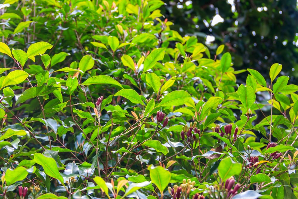 Capuchina perfumada (Syzygium aromaticum)