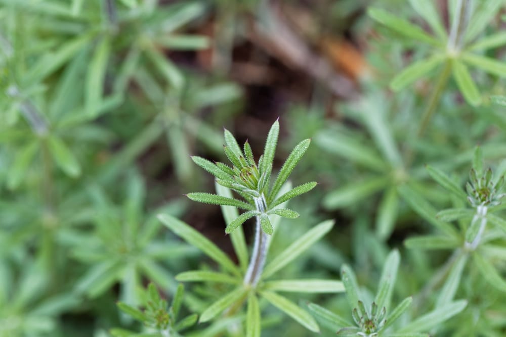 Cudweed (Galium aparine)